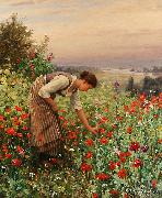Daniel Ridgeway Knight Girl Picking Poppies oil painting on canvas